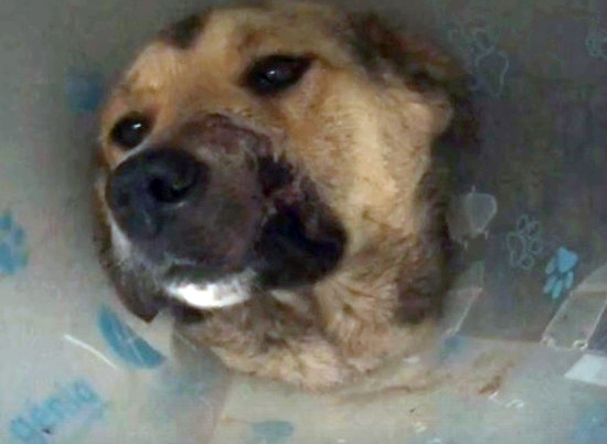 Раненая и без губы: в Волгограде от действий живодёров пострадала собака